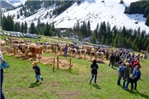 iehzucht-Jubiläum vor imposantem Bergpanorama