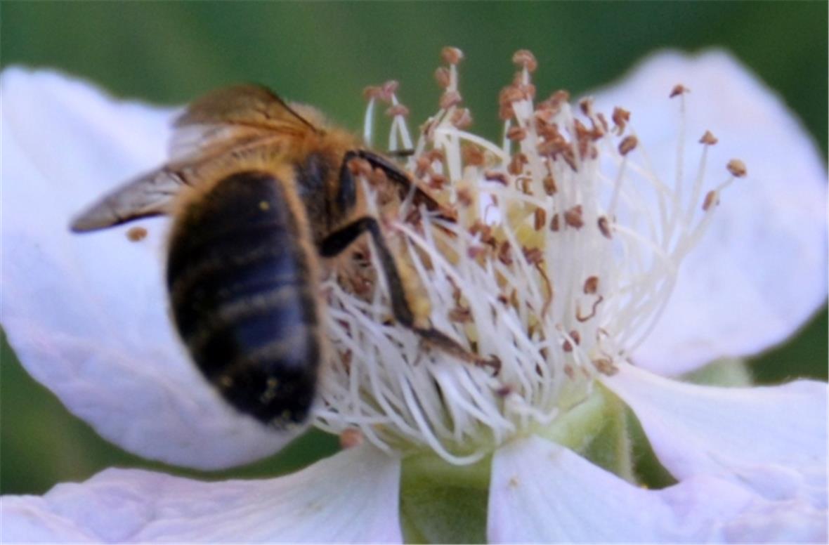 Dunkle Biene für sonnige Tage im NaturparkDiemtigtal