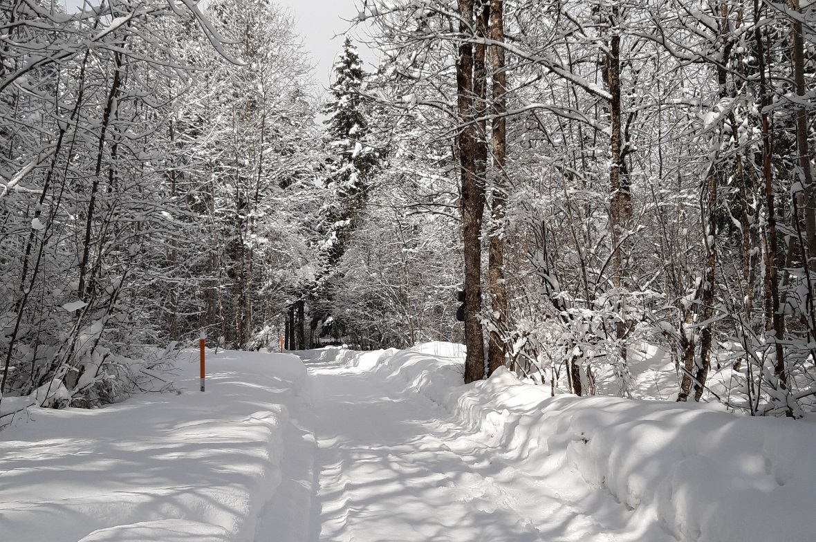 Der Winter ist nochmals mit voller Kraft zurückgekehrt – das Simmental versinkt im Märzschnee