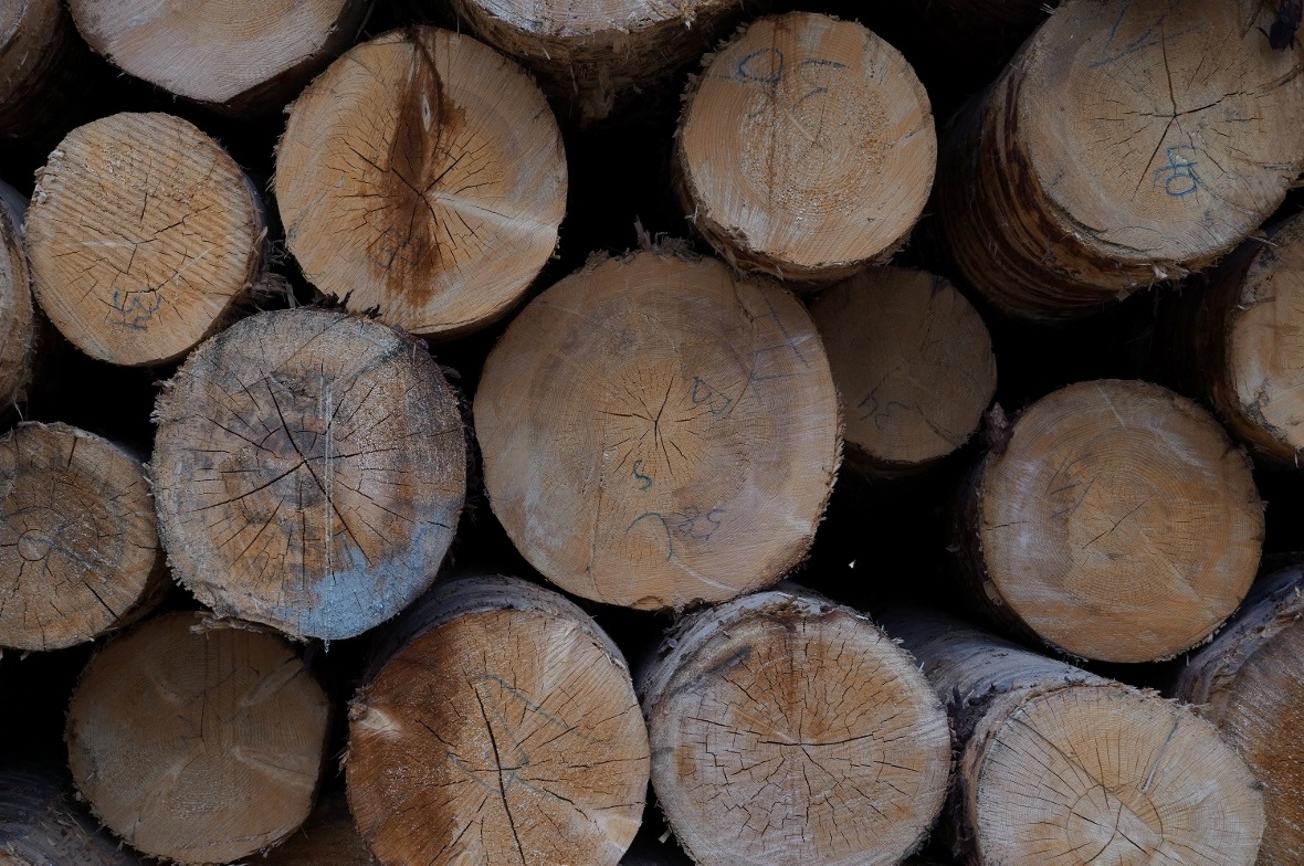 Turbulenzen im Holzmarkt – Schweizer Holz begehrt wie nie
