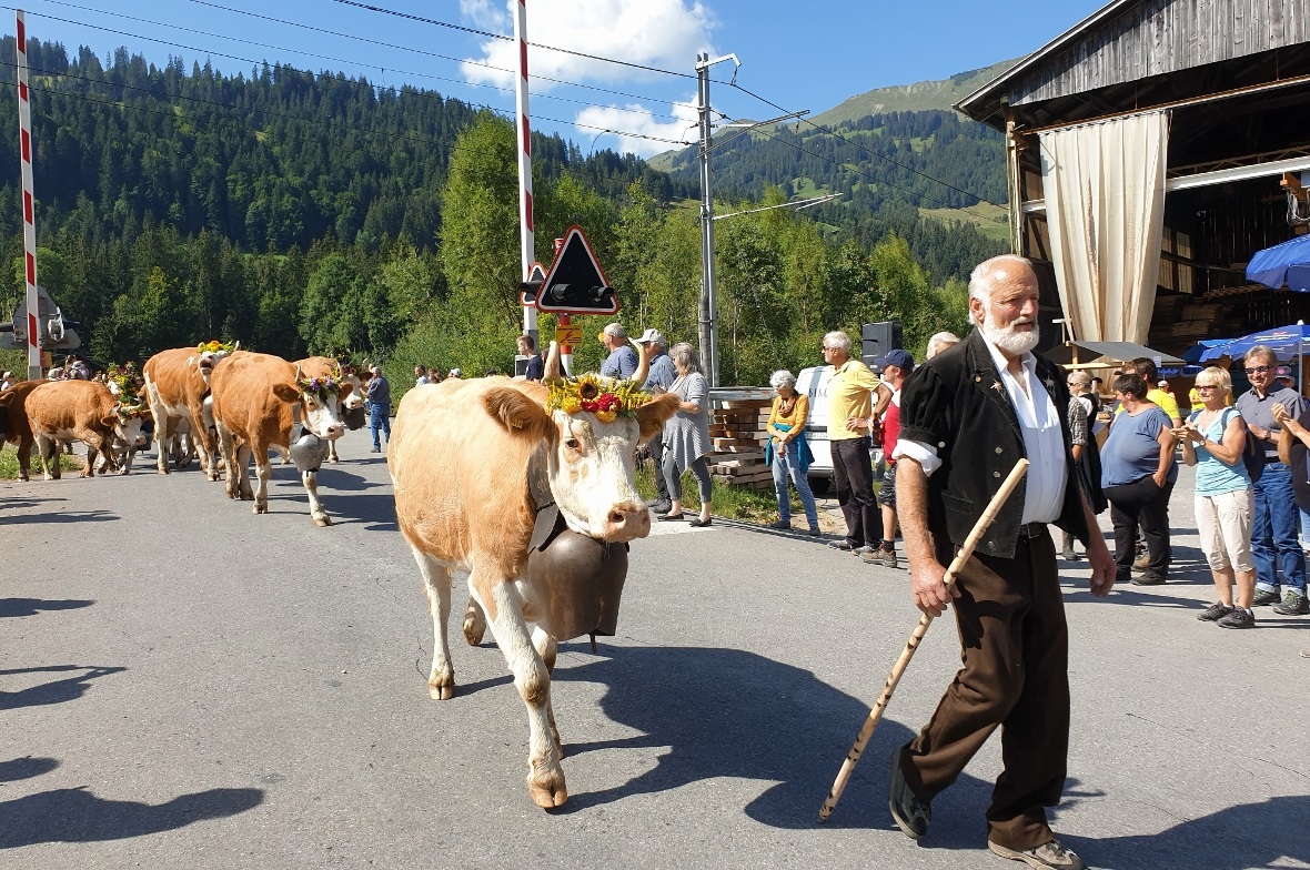  Der Chüjer von der Alp Zigerritz und seine Rinder.