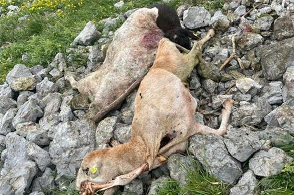 20 tote Schafe waren auf der Alp Nüschlete zu beklagen. Für die Wildhüter war ein Steinschlag die Ursache, für den Älpler und die Vereinigung zum Schutz von Wild- und Nutztieren waren jagende Gänsegeier verantwortlich.
