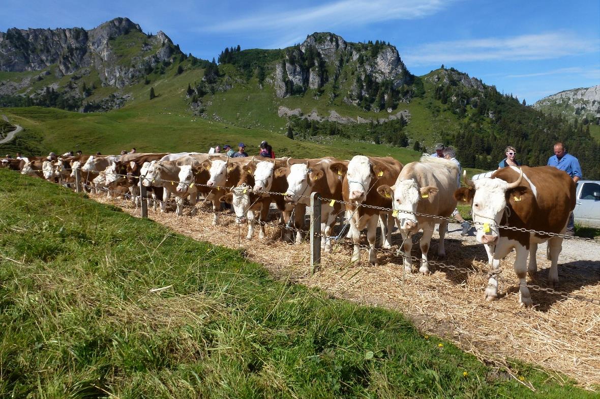 62 Tiere, schön herausgeputzt in Reih und Glied bereit für die Versteigerung.