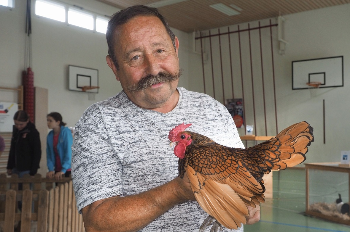 Albert Wampfler, Gemeindepräsident von Boltigen, mit dem gefiederten Prachtskerl «Sebright Gold» seines Bruders Samuel Wampfler, Gsteig.
