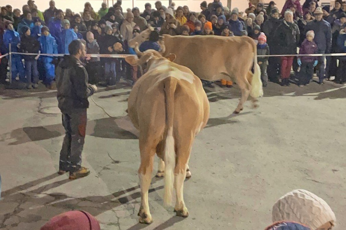 Alle Blicke waren am Kuhfladenlotto auf die Schwänze von Selina und Bambi gerichtet. 400 Zuschauer genossen den traditionellen Lenker Altjahrswochen-Spass.