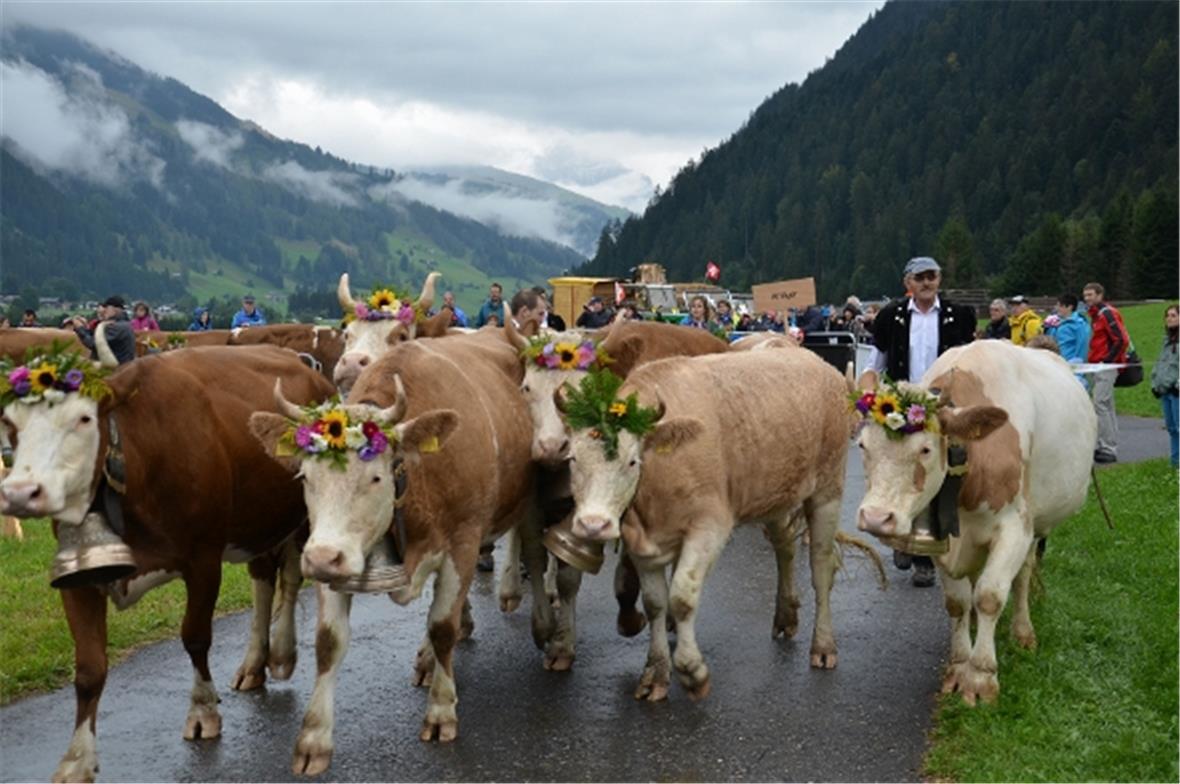 Alle Kühe, Rinder und Kälber der drei Sennten wurden für die Züglete festlich mi...