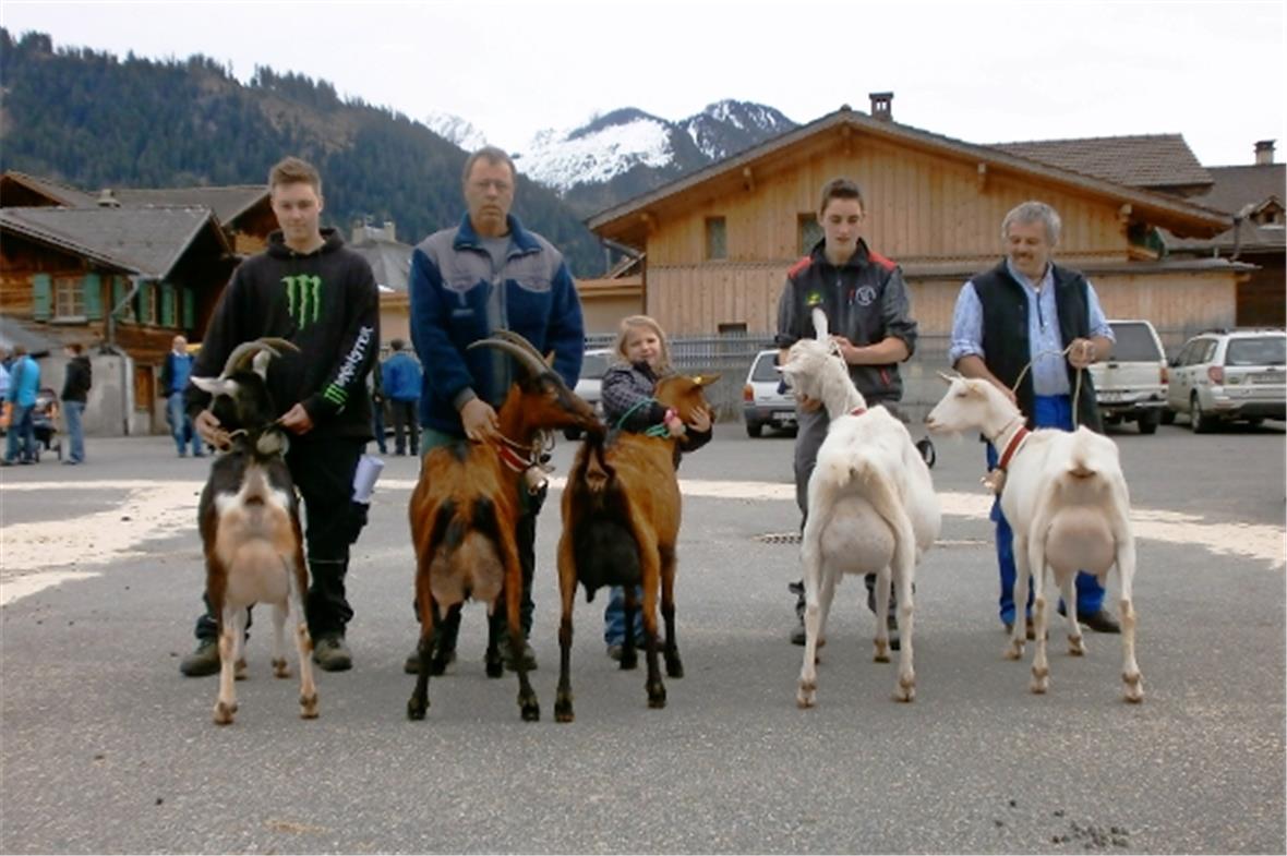 Alle auf einen Blick: Miss Randrasse und Miss Schöneuter OB: beide Markus Oberli, Miss OB: Martin Beer, Miss Saanenziege: Toni Kneubühl, Miss Schöneuter Saanenziege: Daniel Janzi
