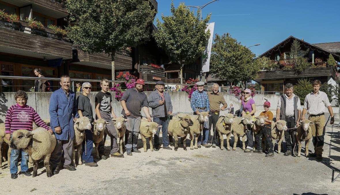 Alle erstrangierten an der Herbstschau Schafzuchtverein OSI