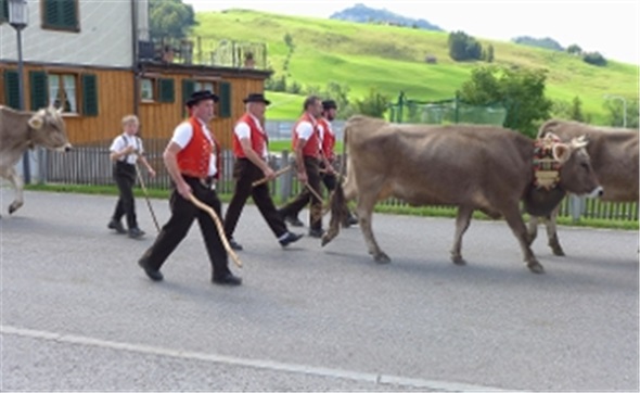 Alpabfahrt Leitkühe mit Treicheln und Bauern