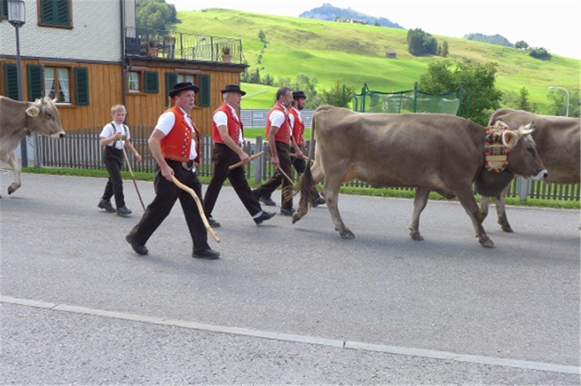 Alpabfahrt Leitkühe mit Treicheln und Bauern