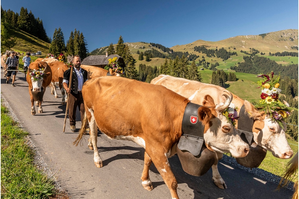 Alpabfahrt St. Stephan 2026