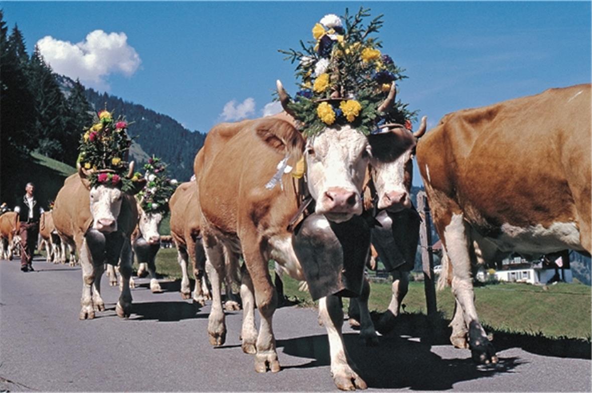 Alpabfahrt in St. Stephan.