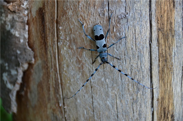 Alpenbock «Rosalia alpina» Aufnahme am 30. Juli 2018 am Alpenbockweg.