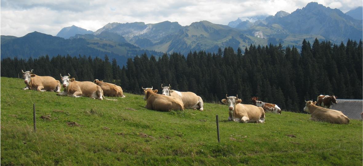 Alpenidylle.
