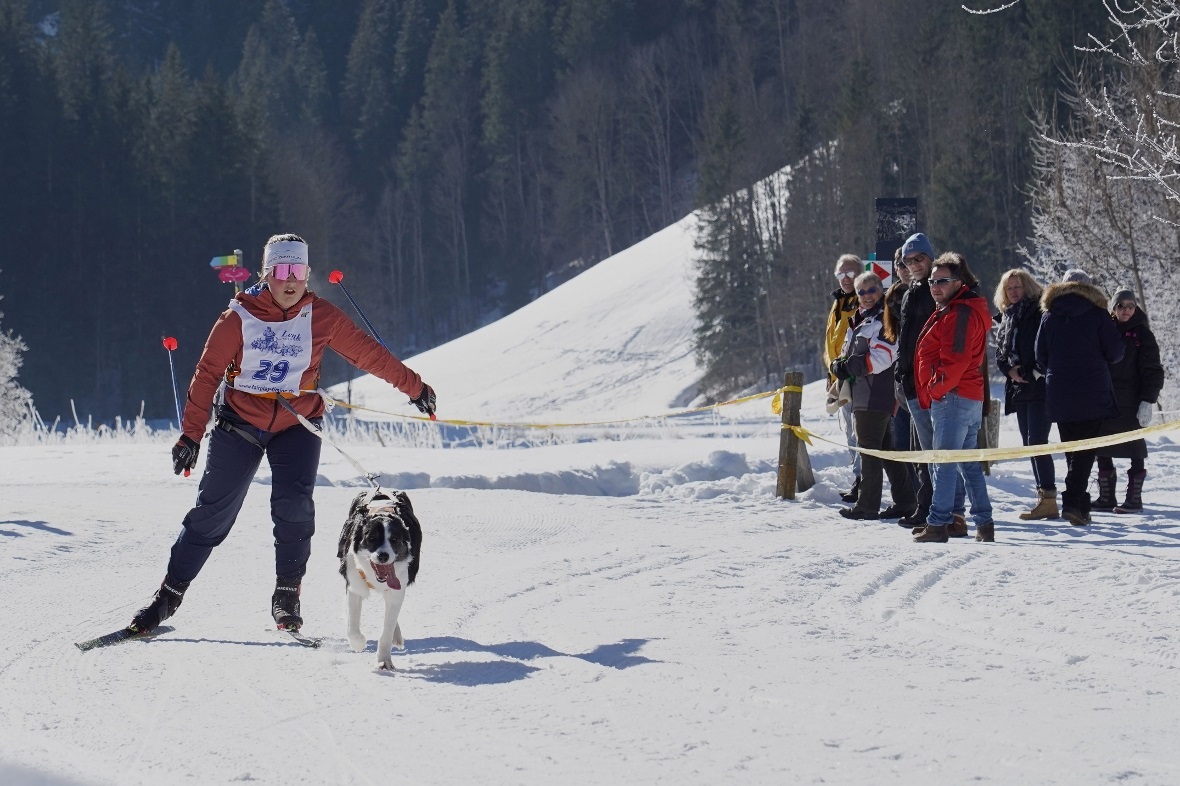 Als Skijöring bezeichnet wird das Laufen auf Skiern mit einem oder zwei Hunden. ...