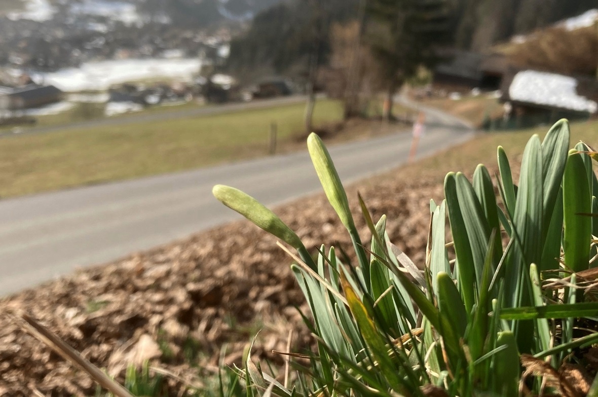 Am Dienstag noch kecke Blütenköpfe und heute blühen bereits – so früh wie selten – die ersten Riedwäge-Märzglocken.