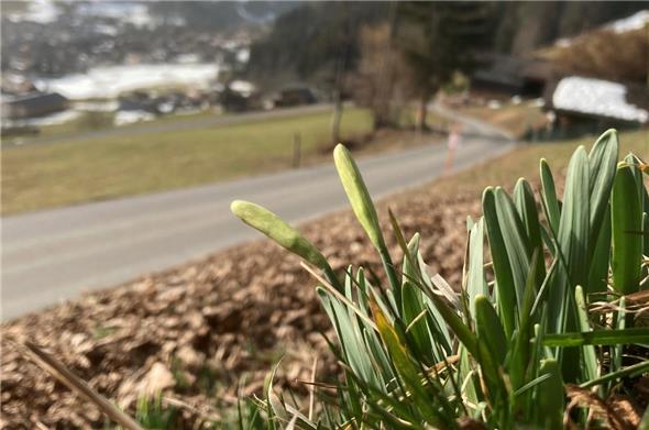 Am Dienstag noch kecke Blütenköpfe und heute blühen bereits – so früh wie selten – die ersten Riedwäge-Märzglocken.