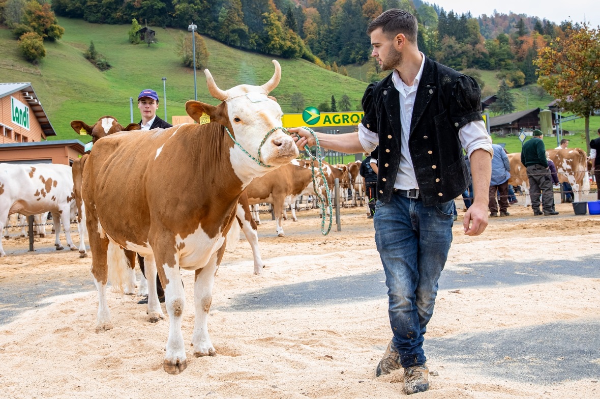 Am Vormittag wurden die Tiere vorgeführt.