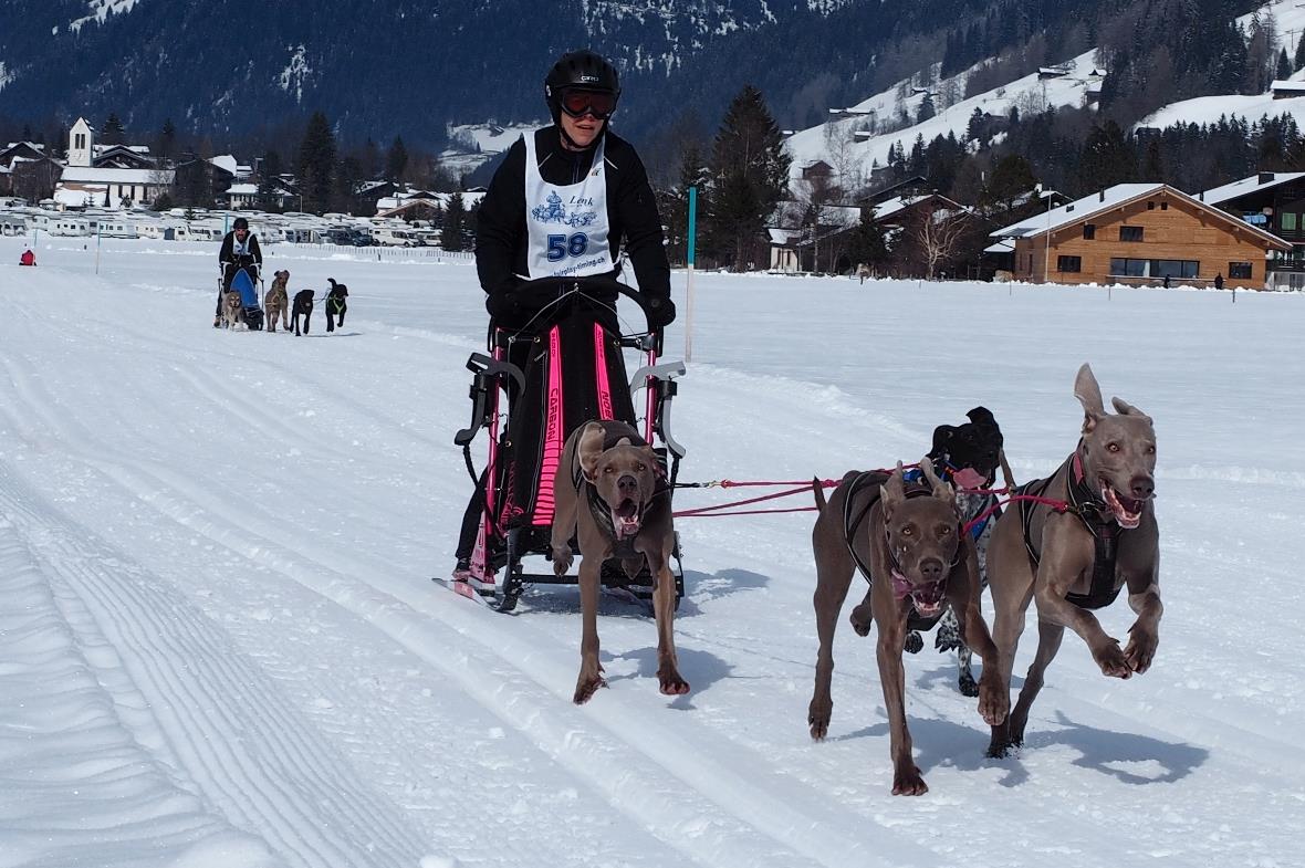 Auch «Nicht-Schlittenhunde» sind schnell und schlagen die klassischen Nordischen...