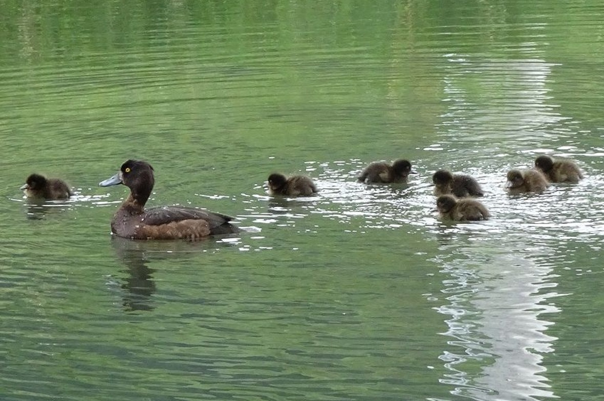 Auch Reiherenten brüten am Forellensee. Hier allerdings schon mit dem zahlreichen Nachwuchs auf dem Wasser unterwegs.