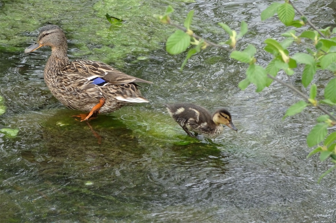 Auch Stockenten waren mit ihrem Nachwuchs am Forellensee zu sehen.