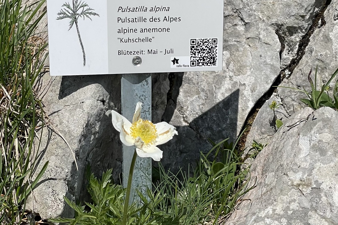 Neue Beschilderung beimAlpenblumen-Pfad am Stockhorn Auch die Weisse Alpen-Anemone liegt auf dem Weg.