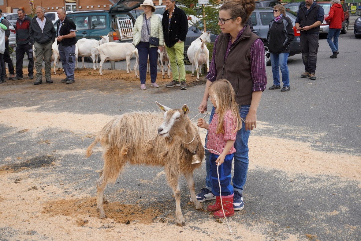 Auch wenn nach wie vor die Saanenziege in der Ziegenzuchtgenossenschaft dominier...