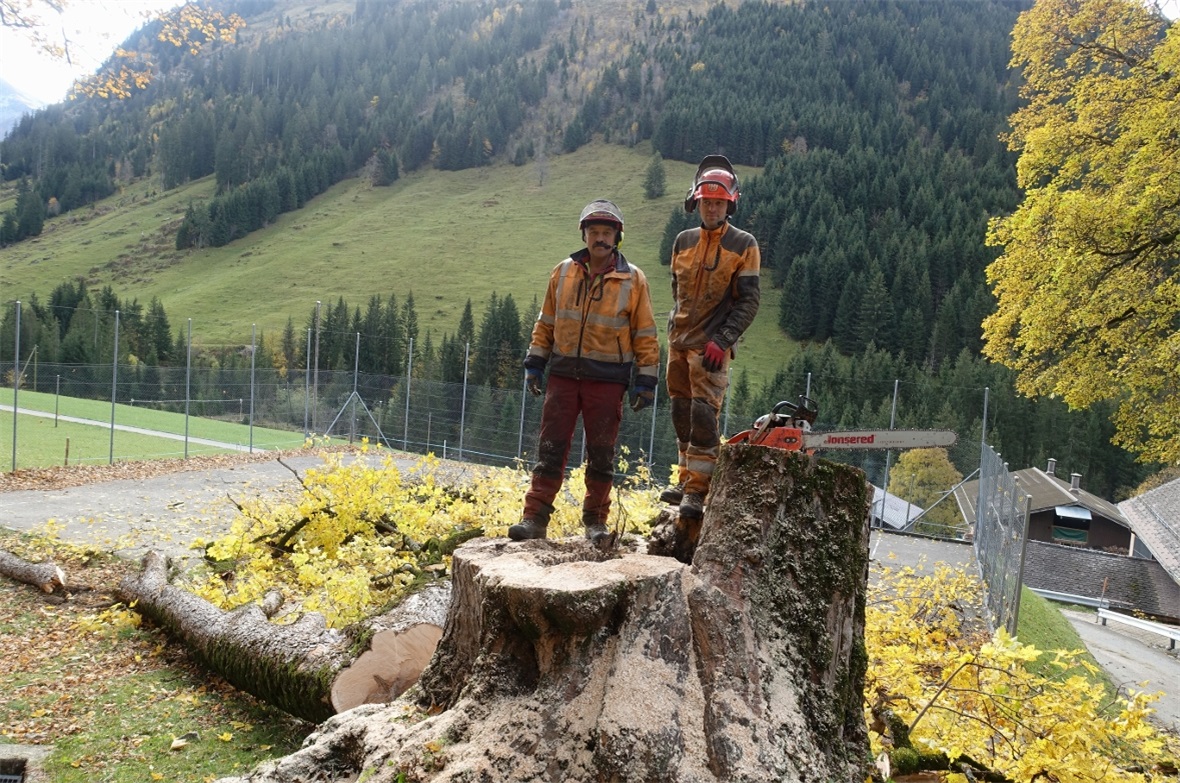 Auf dem Stock des alten Bergahorns – nach dem Fällen und vor dem Aufräumen: Heinz und Rolf Schwarz hatten den schwierigsten Teil der Arbeit hinter sich und waren zufrieden, dass alles wunschgemäss abgelaufen war.