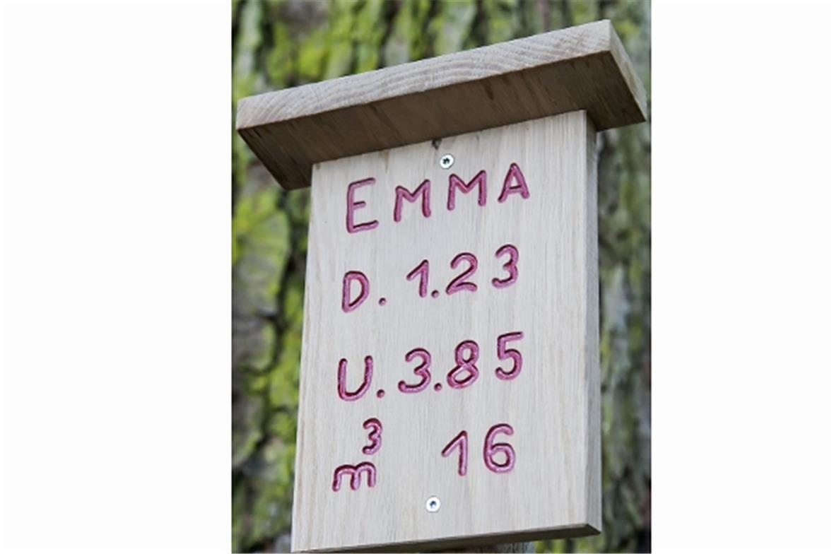 Auf den Baumtafeln stehen Name, Durchmesser, Umfang und Kubikmeter. 'Emma' ist d...