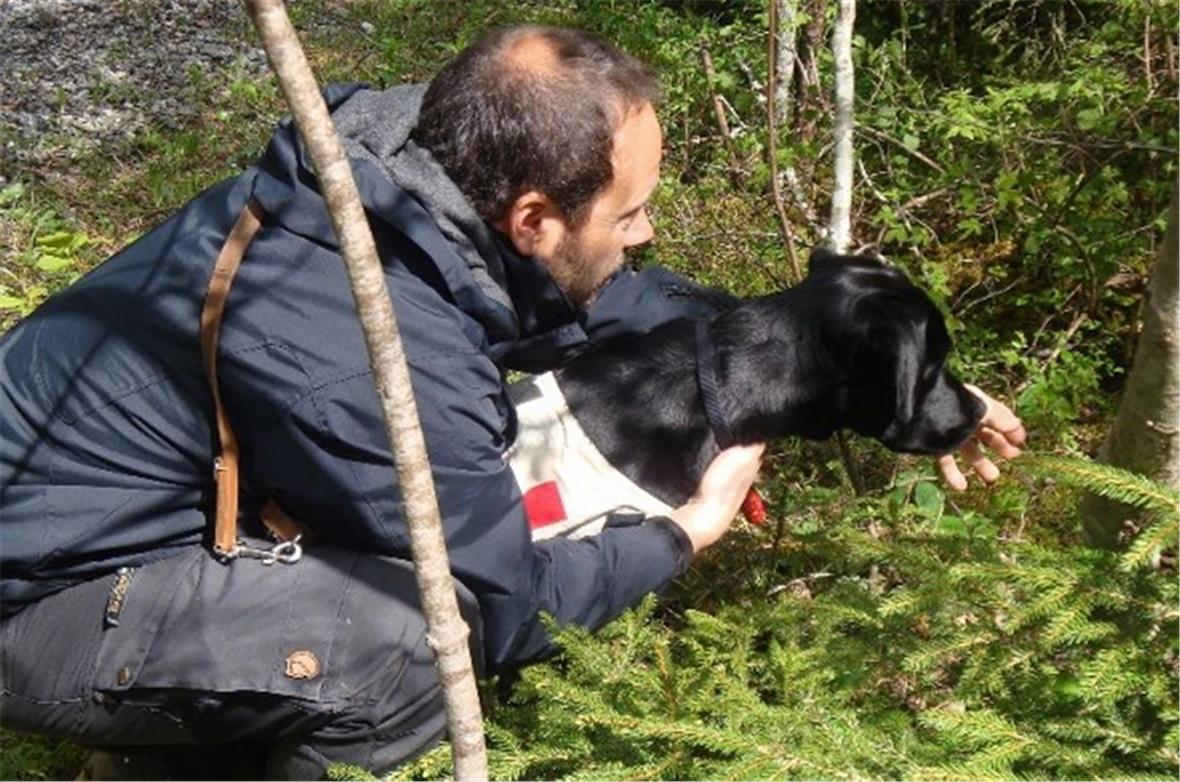 Aufmerksamer Sanitätshund bei der Personensuche.