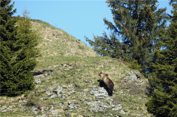 Bär im Eriz.