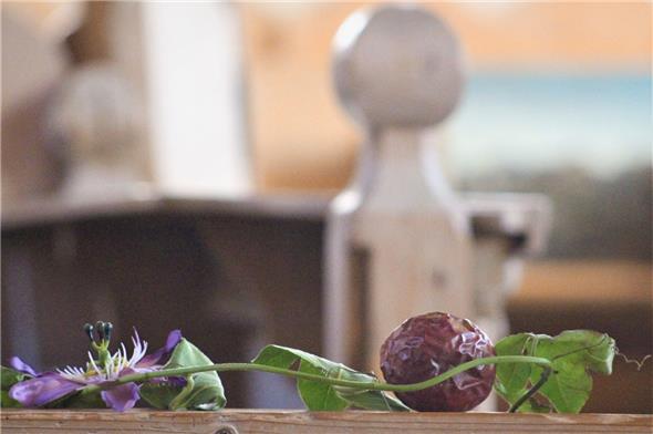 Beitrag von Sabine Zahler: «Passionsblume & Passionsfrucht»