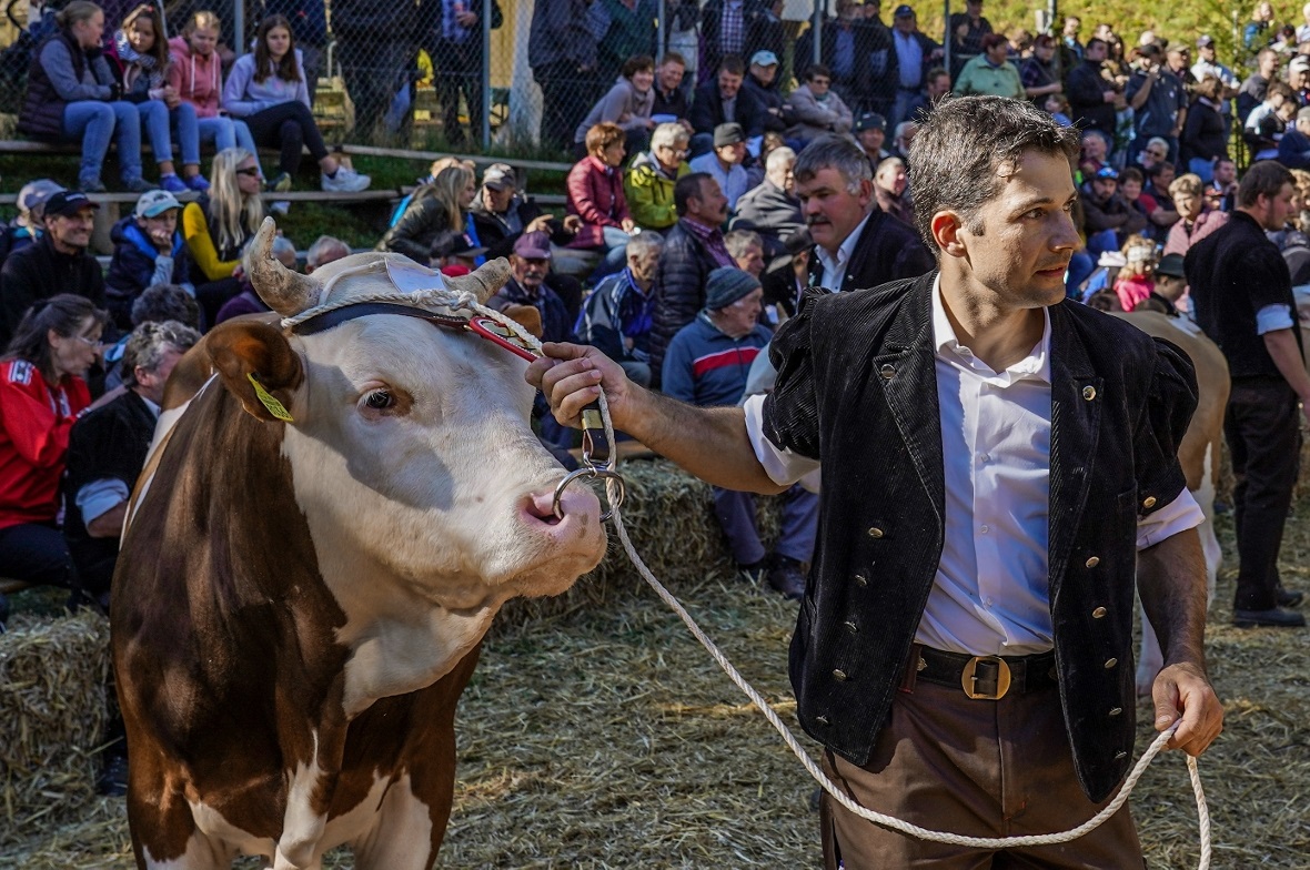 Benjamin Hutzli führte, wie die meisten Züchter, gleich eine ganze Reihe von Tieren vor die Experten.