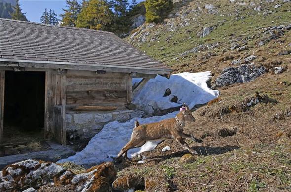Bereits am Mittwoch wurden zwei Steingeissen und ein -bock ausgewildert.