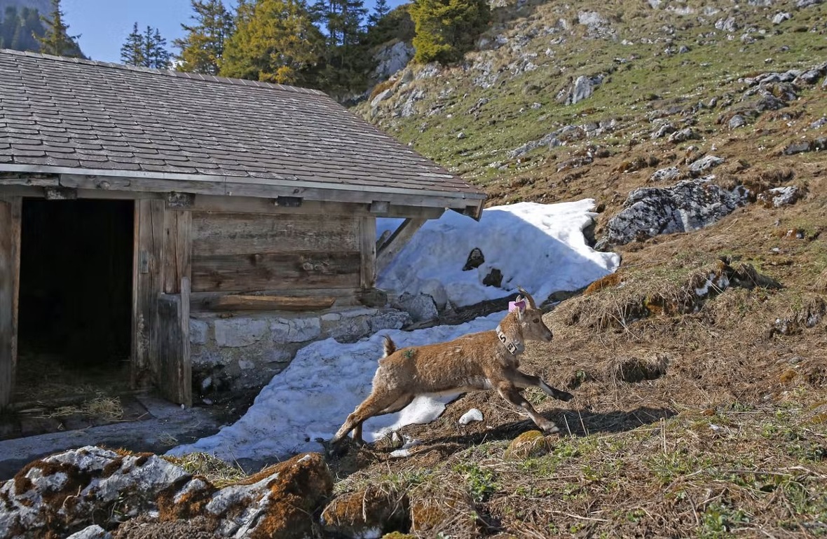 Bereits am Mittwoch wurden zwei Steingeissen und ein -bock ausgewildert.