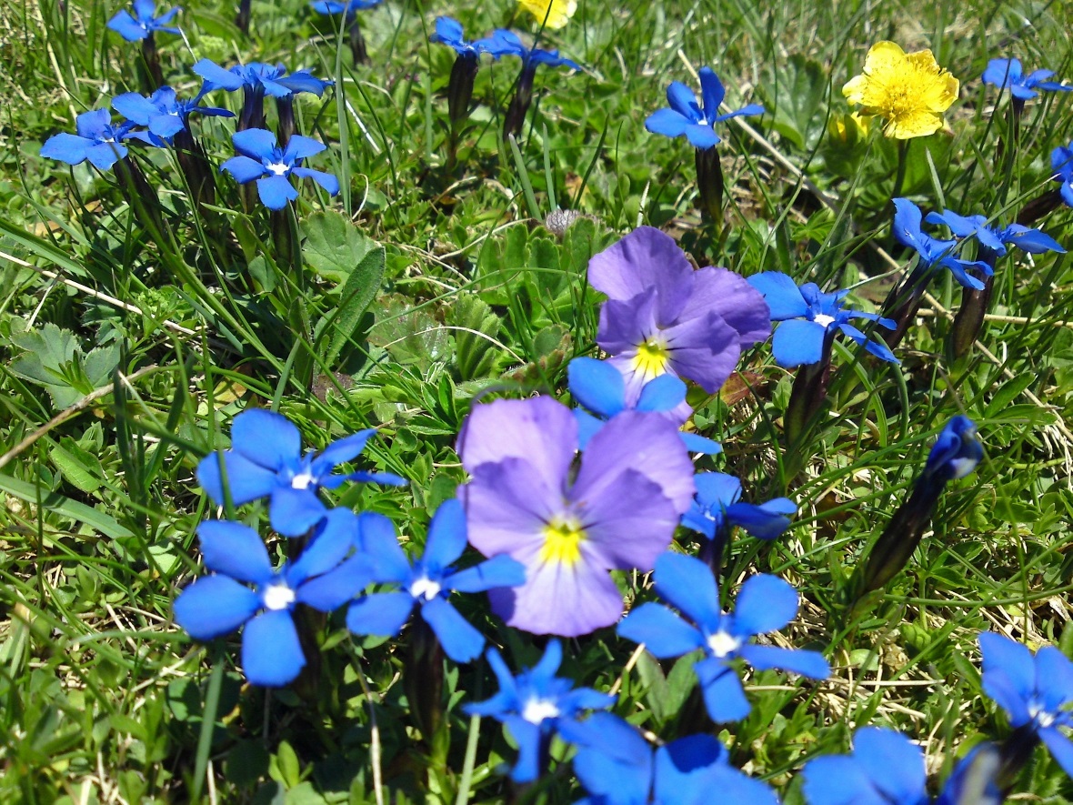 Bergfrühling im Diemtigtal.