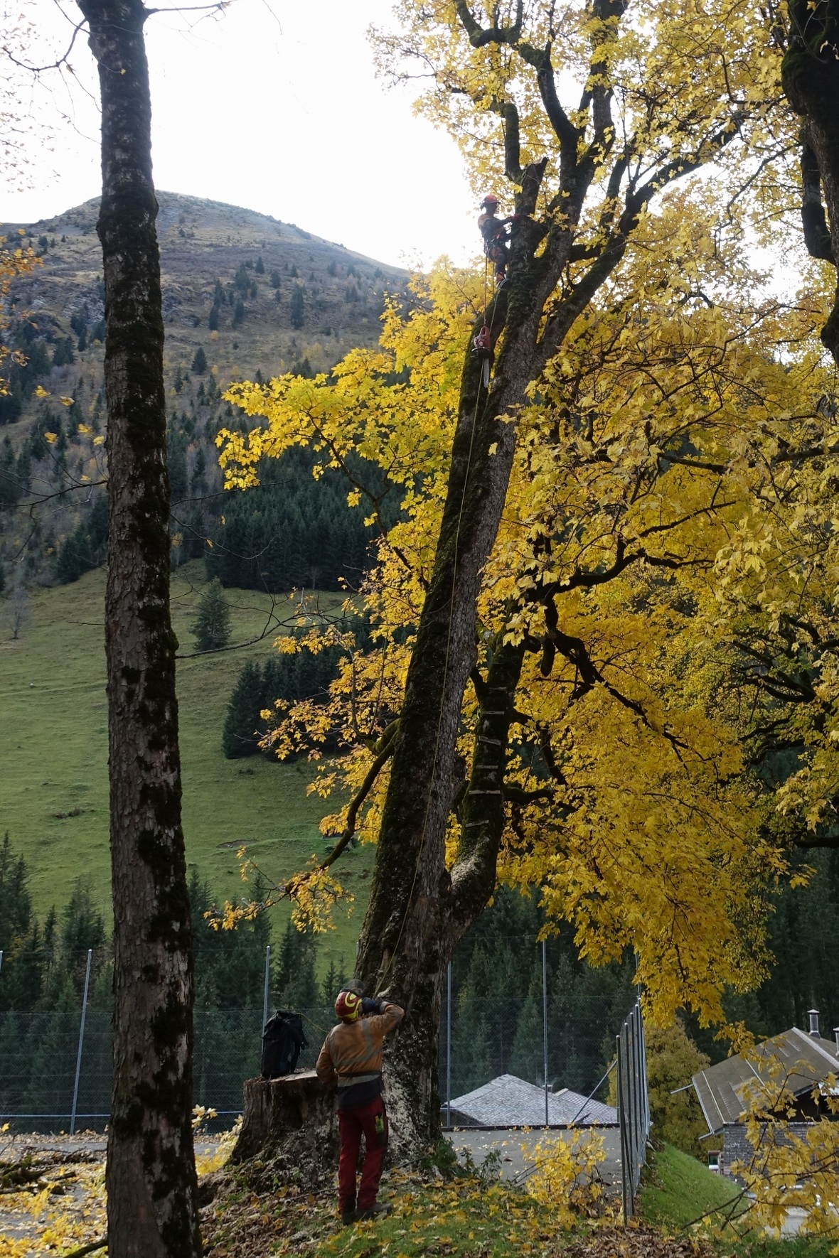 Bevor Rolf Schwarz hoch oben im Baum einzelne Äste absägte, sprach er sich vorgä...