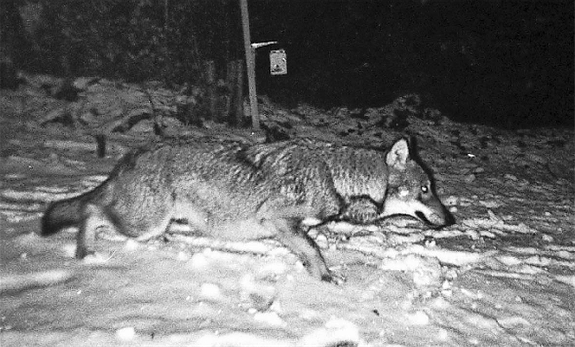 Wolf von Fotofalle geblitzt Wolf von Fotofalle geblitzt