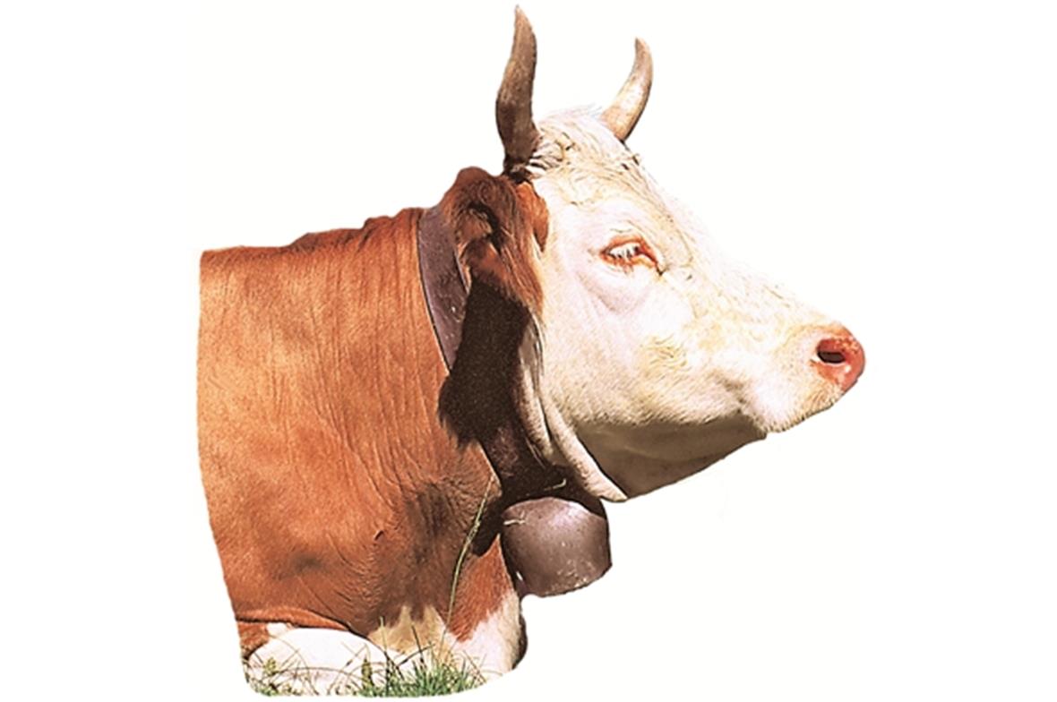 Testartikel für Multimedia 