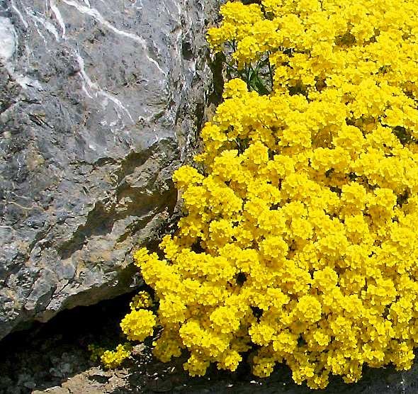 Zauberhafte Polsterpflanzen