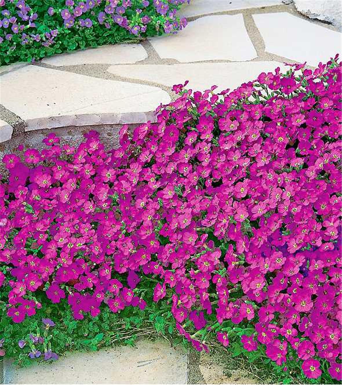 Zauberhafte Polsterpflanzen 