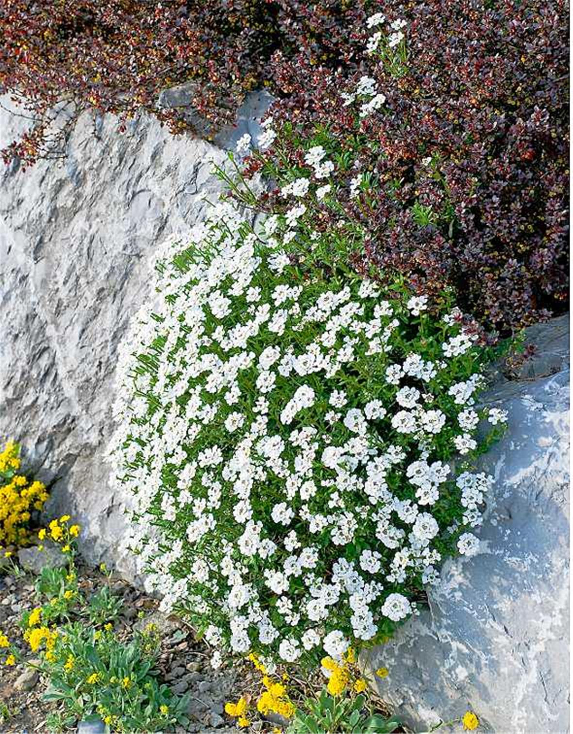 Zauberhafte Polsterpflanzen 