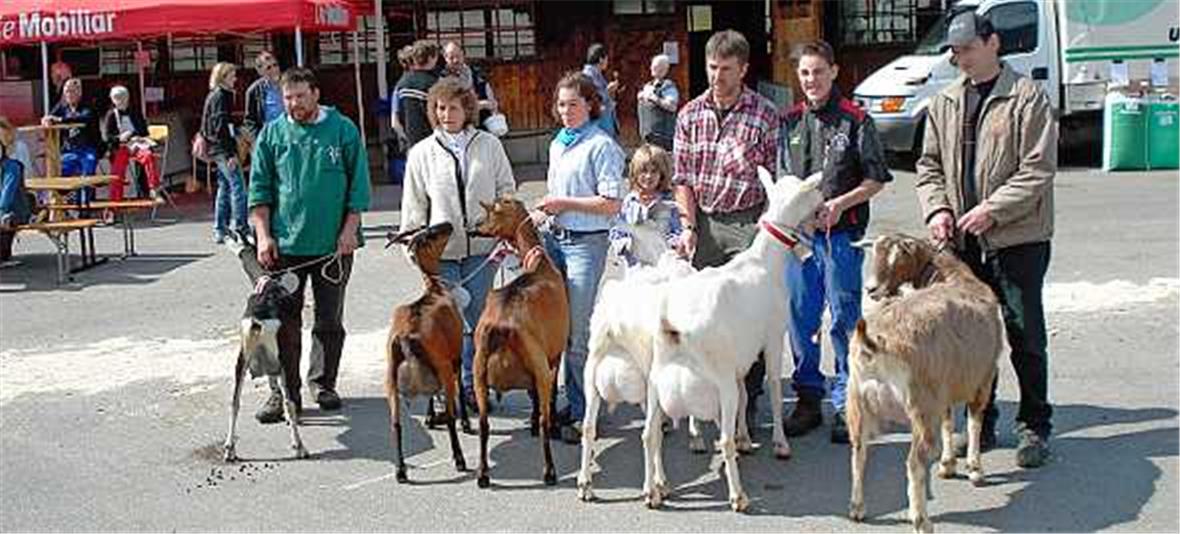 Starke Saanenziegen in ihrer Heimat 