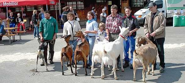 Starke Saanenziegen in ihrer Heimat