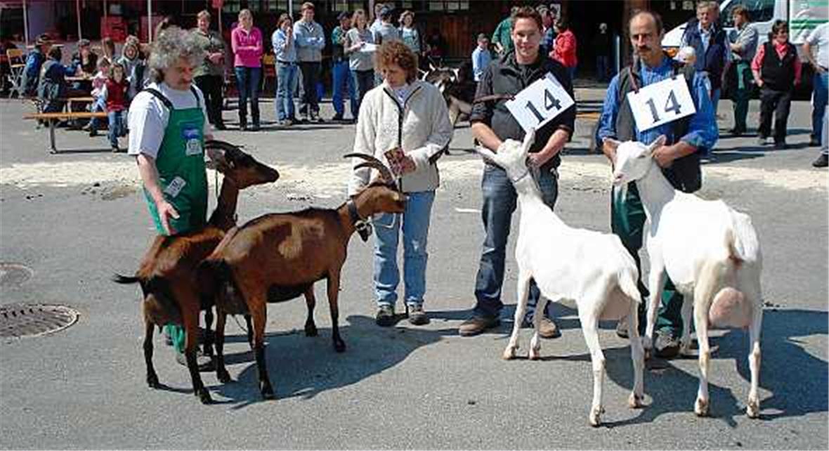 Starke Saanenziegen in ihrer Heimat 