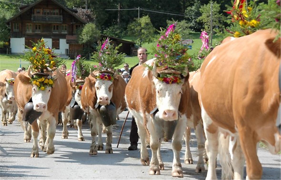 Alpkultur pur: 27. Alpabfahrt 