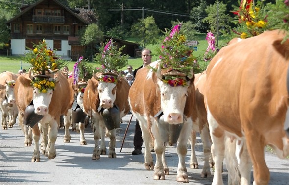 Alpkultur pur: 27. Alpabfahrt