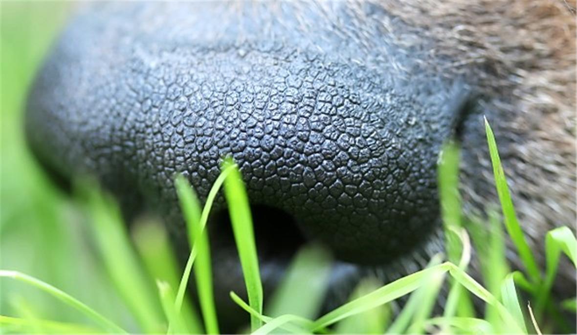 Spürnasen am Spuren-Cup 