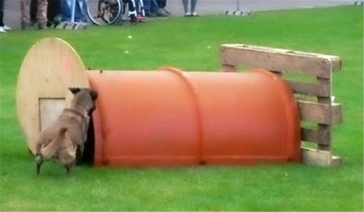 Schweizer-Meisterschaft der Schäferhunde in Wimmis 