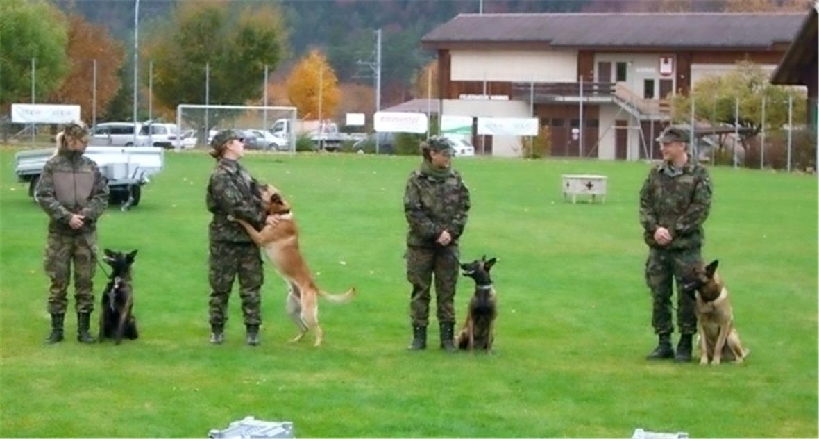 Schweizer-Meisterschaft der Schäferhunde in Wimmis 